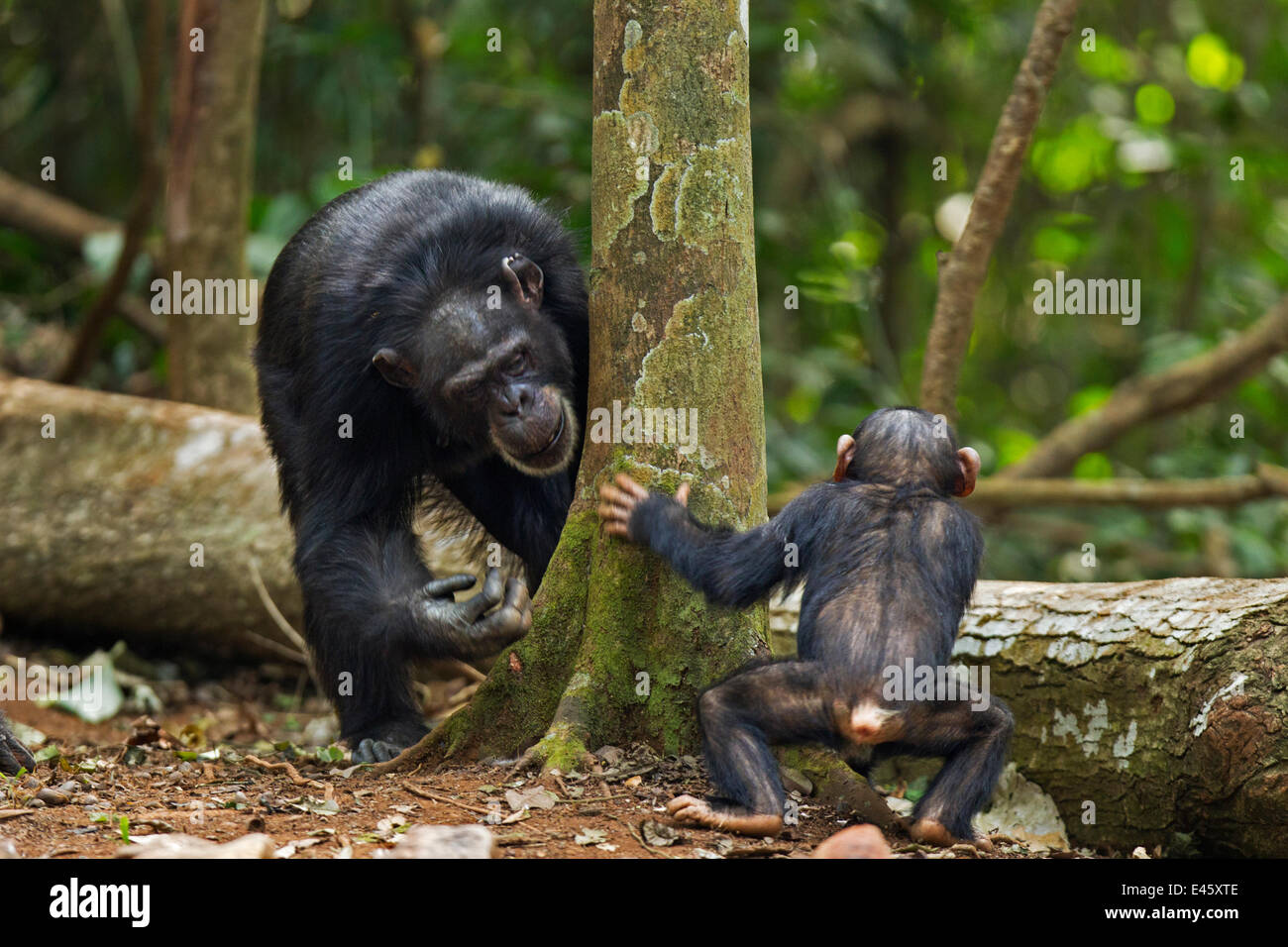 Westliche Schimpanse (Pan Troglodytes Verus) weibliche "Fana" im Alter von 54 Jahren, spielen mit ihrem Kleinkind Enkel, die "Flanle" im Alter von 3 Jahren, Bossou Wald, Mont Nimba, Guinea. Januar 2011. Stockfoto