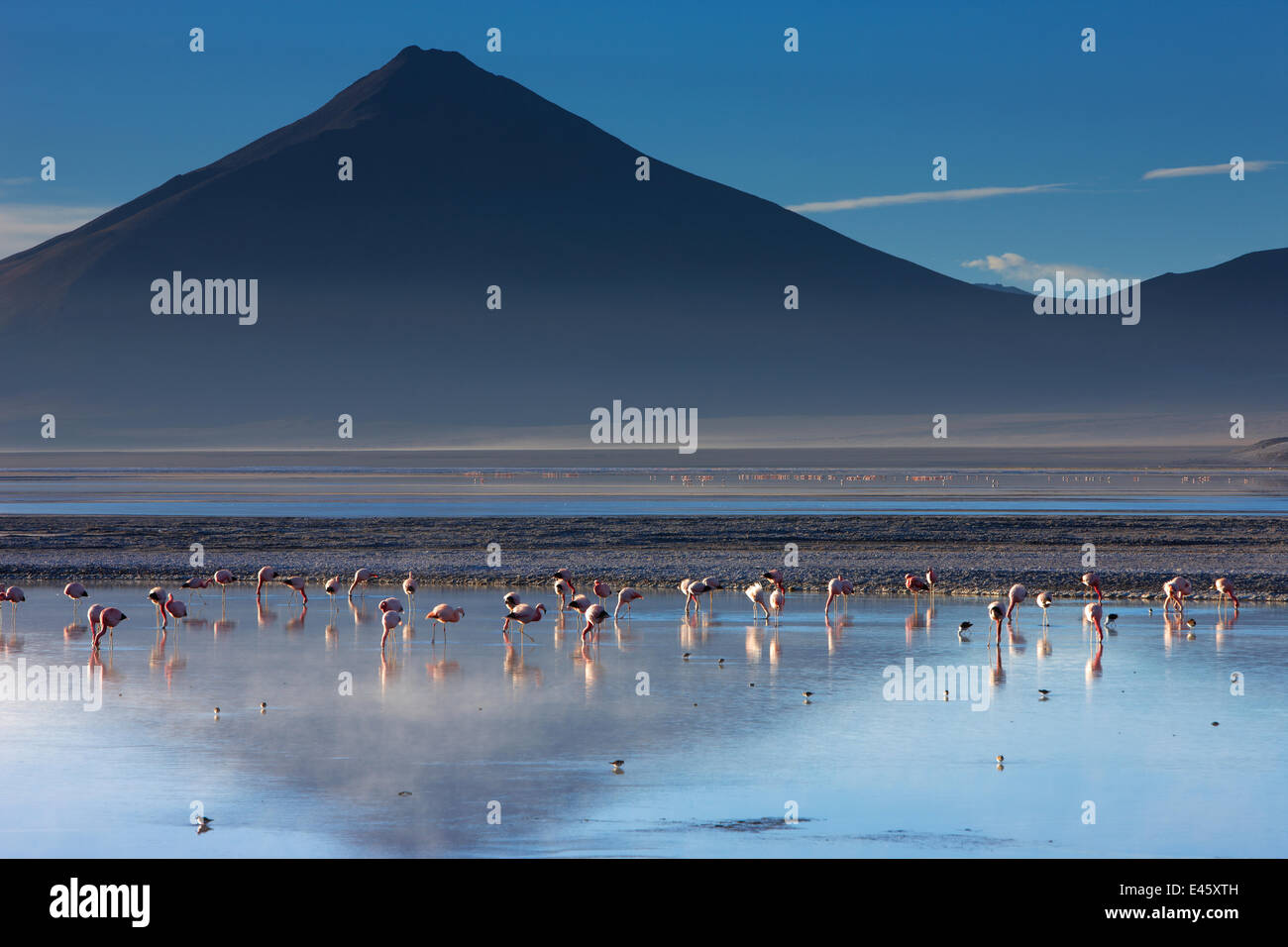 Flamingos an der Laguna / See Colorado at Dawn, Eduardo Avaroa Anden Fauna Nationalreservat, Bolivien, Dezember 2009 Stockfoto