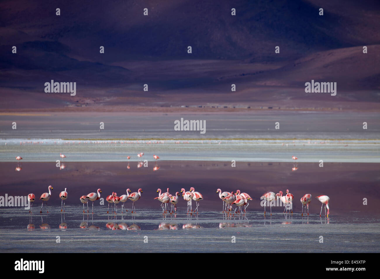 James' Flamingos (Phoenicoparrus Jamesi) auf See Colorada in der abgelegenen Region der Hochwüste, Altiplano und Vulkane in der Nähe von Tapaquilcha, Bolivien, Dezember 2009 Stockfoto