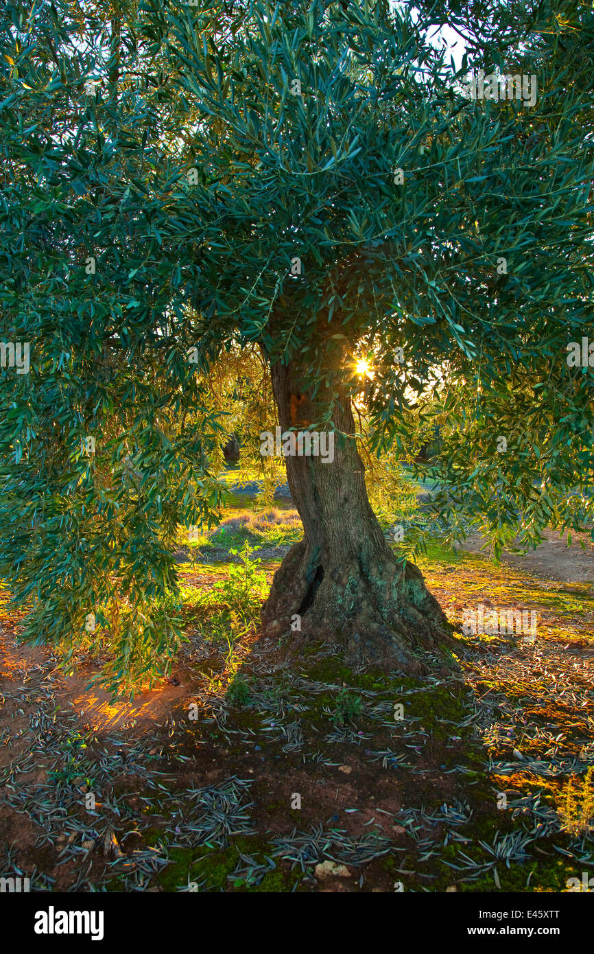 Olivenbaum (Olea Europaea) in Sierra de Cardena y Montoro Naturpark. Andalusien, Spanien, Februar 2010 Stockfoto