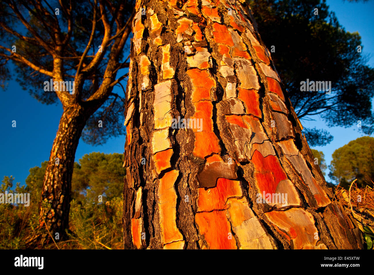 Rinde von einem italienischen Zirbe (Pinus Pinea) im Naturpark der Sierra de Andújar. Andalusien, Spanien, Februar 2010 Stockfoto
