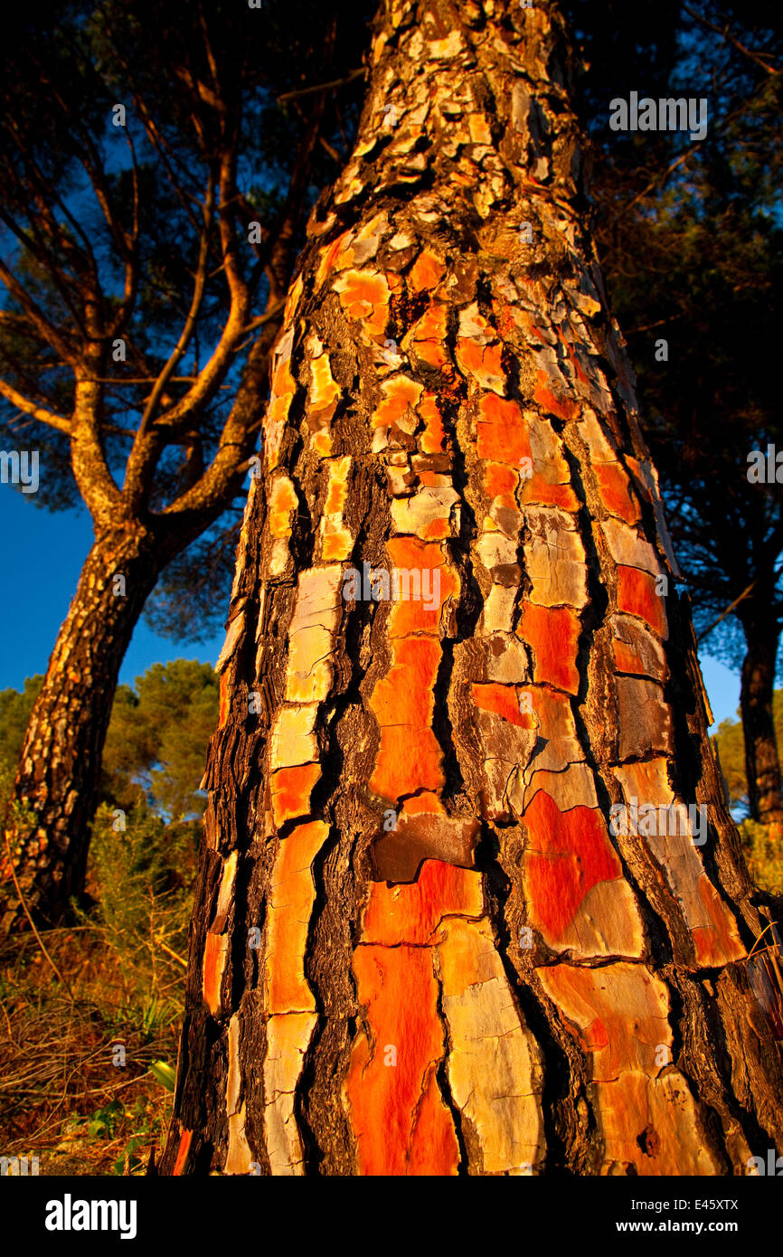 Stamm von einer italienischen Stein Pinie (Pinus Pinea) im Naturpark der Sierra de Andújar. Andalusien, Spanien, Februar 2010 Stockfoto