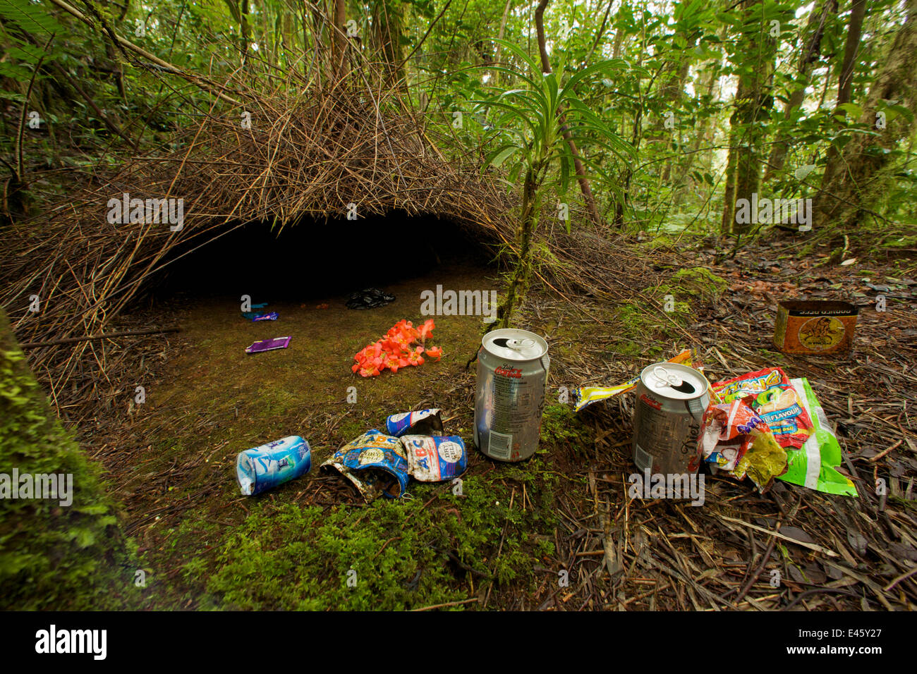 Laube der Vogelkop Laubenvogel (Amblyornis Inornatus) mit verschiedenen Arten von Müll und ein paar Blumen verziert. West-Papua, Indonesien, Dez. 2008 Stockfoto