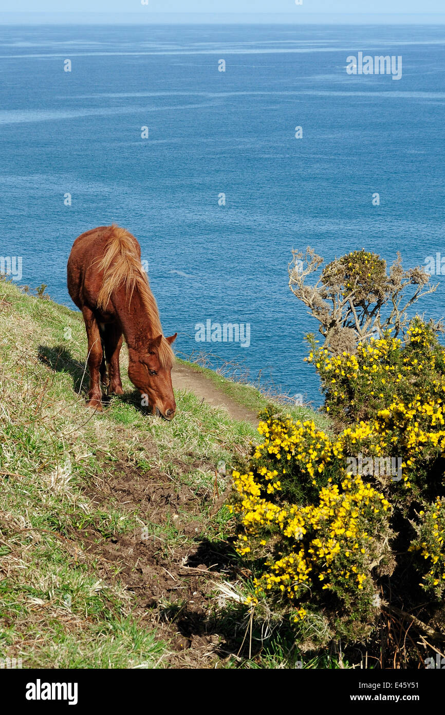 Wildes Pony (Equus Caballus) Weiden Rasen in der Nähe von Klippen Fußweg und blühenden Ginster Bush (Ulex Europaeus) in der Nähe von Tintagel, Cornwall, UK, April. Stockfoto