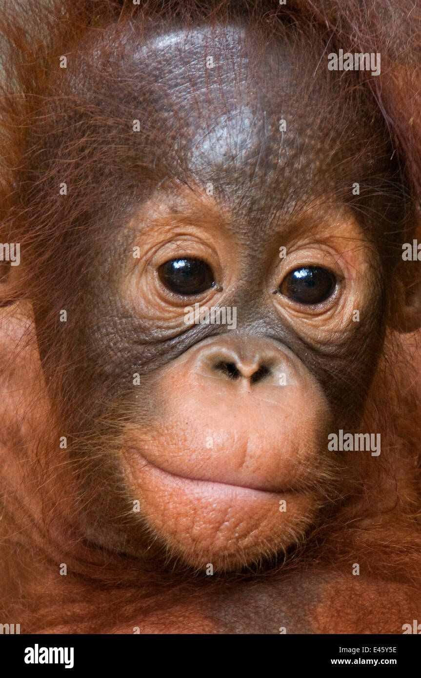 Orang Utan Baby (Pongo Pygmaeus) Kopf Porträt, Semengoh Natur zu reservieren, Sarawak, Borneo, Malaysia, stark gefährdet Stockfoto