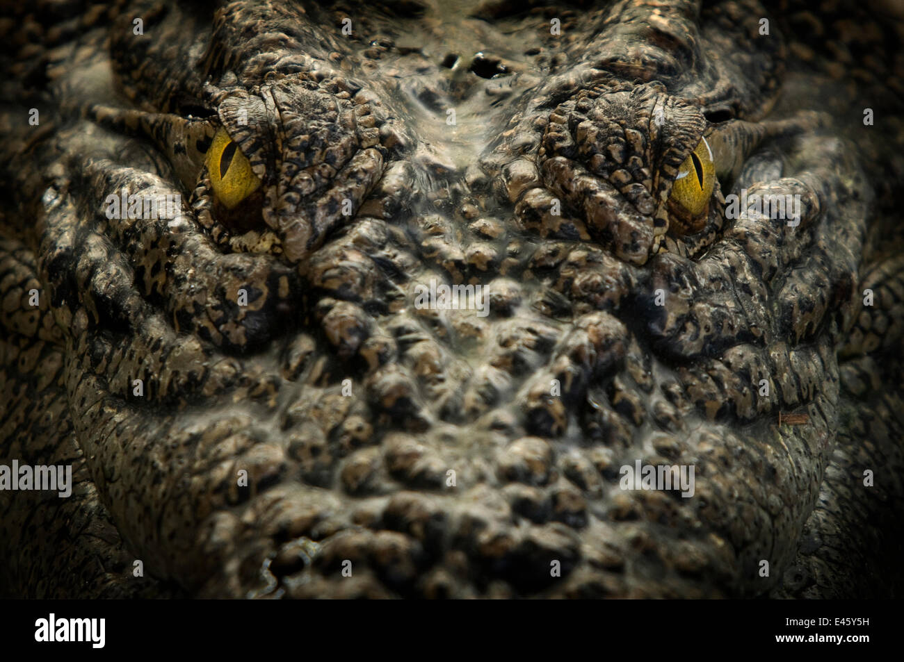 Salzwasser-Krokodil (Crocodylus Porosus) Großaufnahme Porträt, Sarawak, Borneo, Malaysia Stockfoto