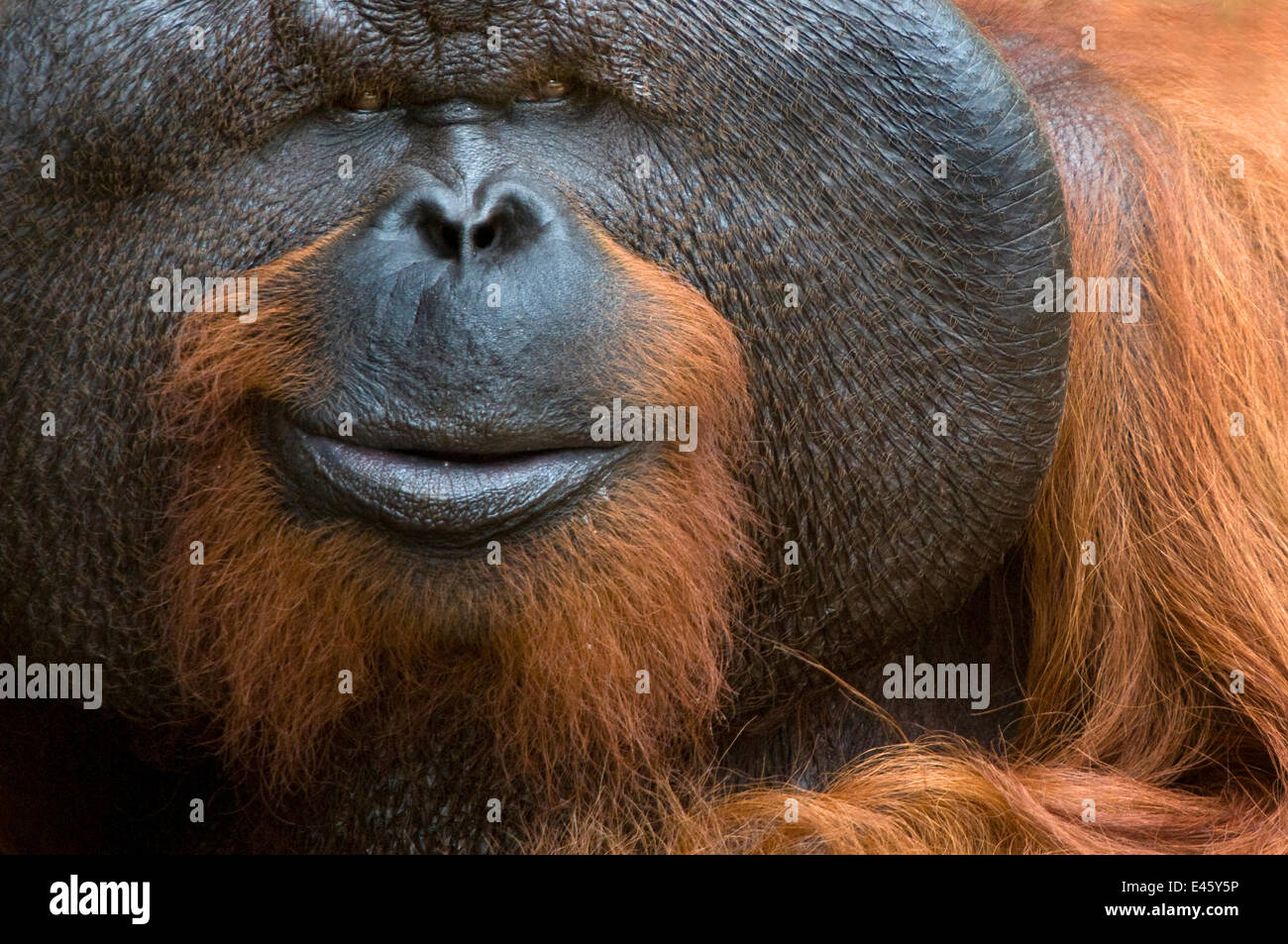 Orang Utan (Pongo Pygmaeus) Kopf Bildniss dominante Männchen namens Aman. Er ist der erste Orang-Utan in der Welt, seine Sehkraft wiederhergestellt zu haben. Matang Wildlife Centre, Sarawak, Borneo, Malaysia, Juni 2010. Gefährdet Stockfoto