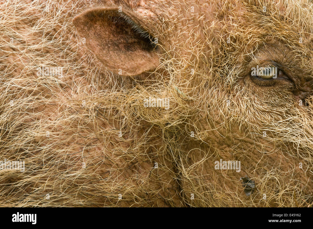 Bärtige Schwein (Sus Barbatus) Nahaufnahme von Auge und Ohr, Bako Nationalpark, Sarawak, Borneo, Malaysia Stockfoto