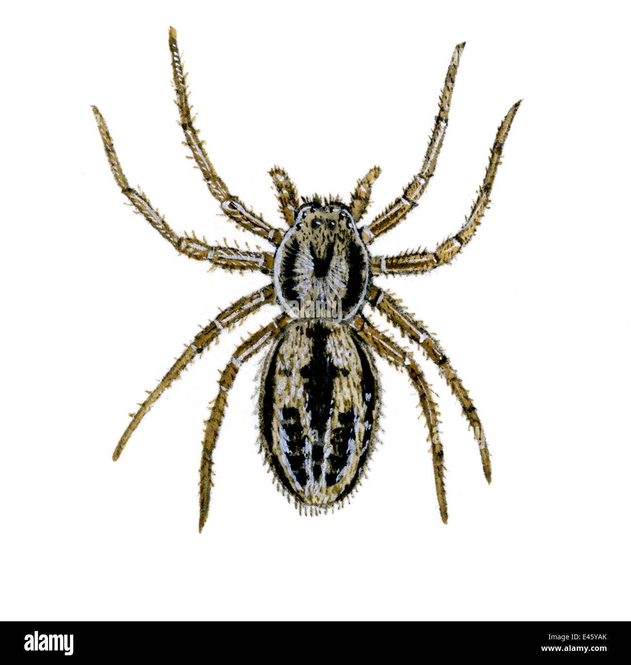 Illustration der Krabbenspinne (Thanatus Striatus) Philodromidae, (Wildlife Art Company). Stockfoto