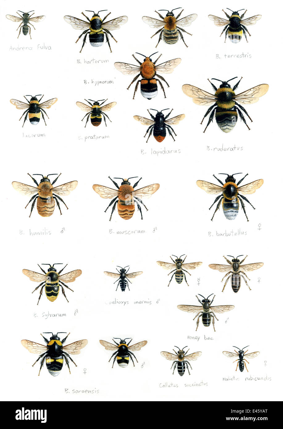 Illustration des britischen Hummeln (Bombus sp): (in Zeilen) Adrena Fulva, Bombus Hypnorum, B. Terrestris, B. Lacornum, B. Pratorum, B. Lapidarus, B. Ruderatus, B. Humilis, B. Muscorum, B. Barbutellus, B. Sylvarum, Coelioxys Inermis, Apis Mellifera, Barb Stockfoto