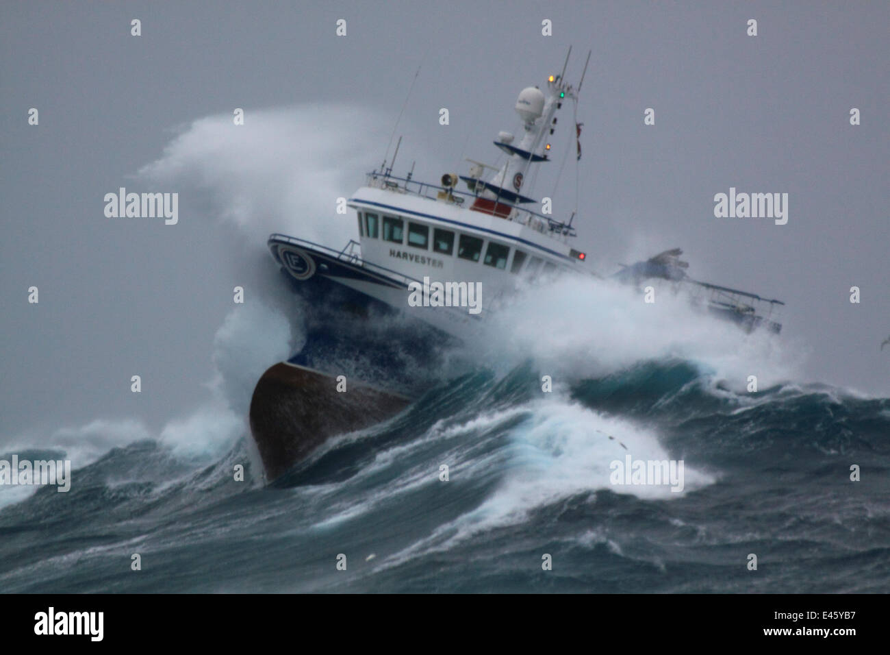 Fischereifahrzeug "Harvester" einschalten durch riesige Wellen während des Betriebs in der Nordsee. Europa, Januar 2009. Eigentum freigegeben. Stockfoto