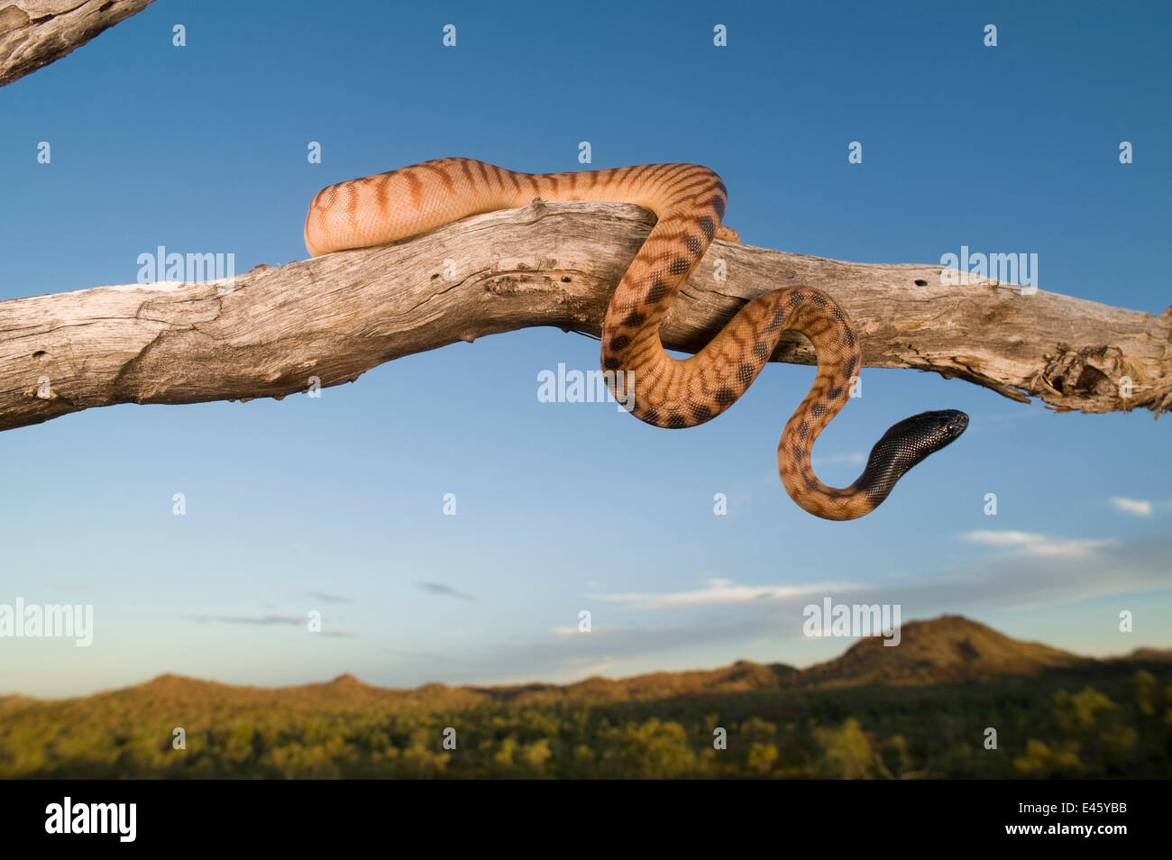 Black-headed Python (Schwarzkopfpythons Melanocephalus) thront auf einem Ast mit Blick auf das australische Outback. Queensland, Australien, Februar Stockfoto