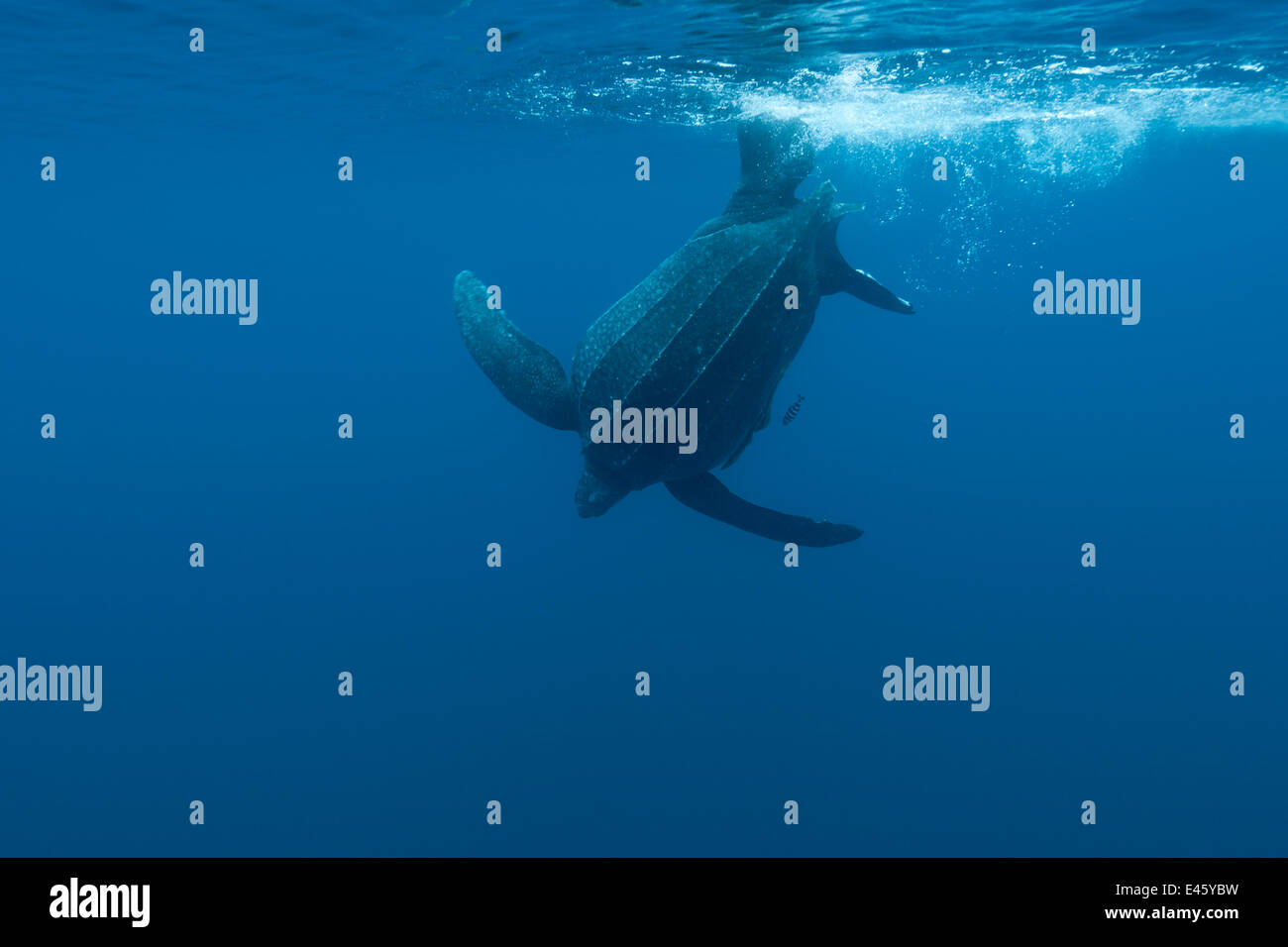 Lederschildkröte (Dermochelys Coriacea) unter Wasser. Kei-Inseln, Indonesien, November Stockfoto