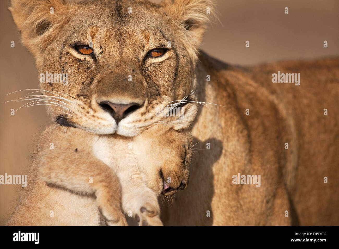 Löwin (Panthera Leo) trägt ihr junges im Alter von 2-3 Monaten. Masai Mara National Reserve, Kenia. August 2009. Stockfoto