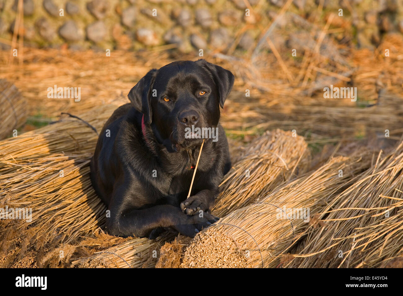 Schwarzer Labrador Hund ruht auf Schilf von Thatcher, Strohdach, Norfolk, UK, November verwendet Stockfoto