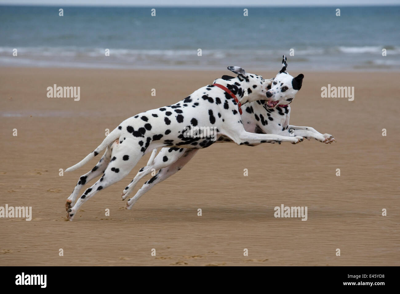 Dalmatinischen Hunde spielen am Strand, Norfolk, UK, August Stockfoto