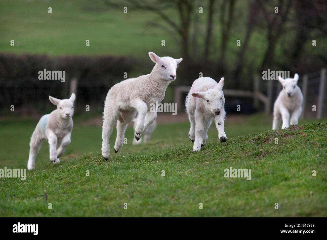 Inländische Schafe, Lämmer spielen auf der Wiese, Norfolk, UK, März Stockfoto