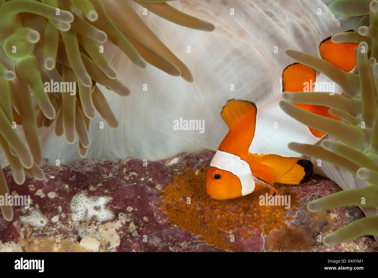 Clownfische wahr / Clown Anemonenfische (Amphiprion Percula) tendenziell seinen Eiern. Misool, Raja Ampat, West Papua, Indonesien Stockfoto