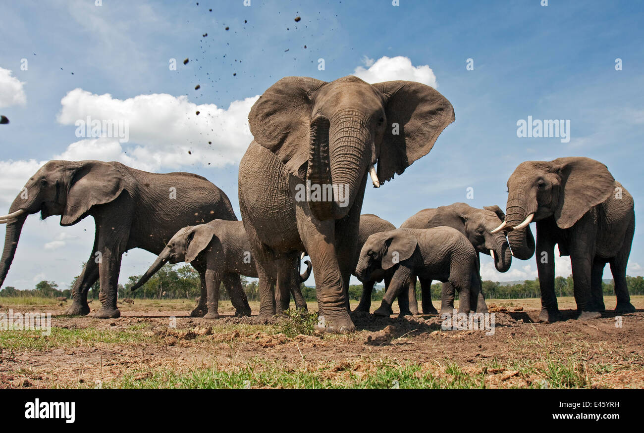 Der Herde afrikanischer Elefant (Loxodonta Africana) Spritzen Schlamm mit Stamm, Masai Mara National Reserve, Kenia. Dezember Stockfoto
