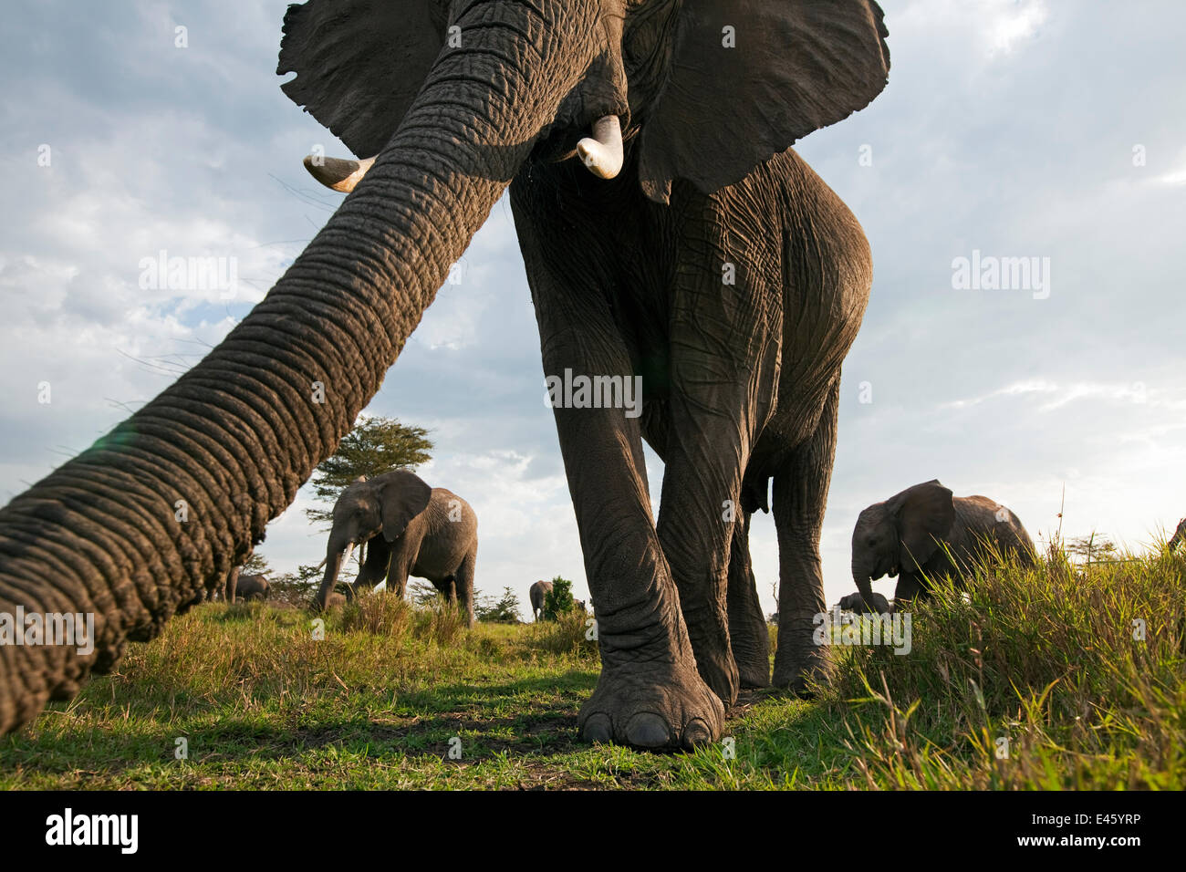 Afrikanischer Elefant (Loxodonta Africana) untersucht mit seinen Stamm, Masai Mara National Reserve, Kenia. März Stockfoto