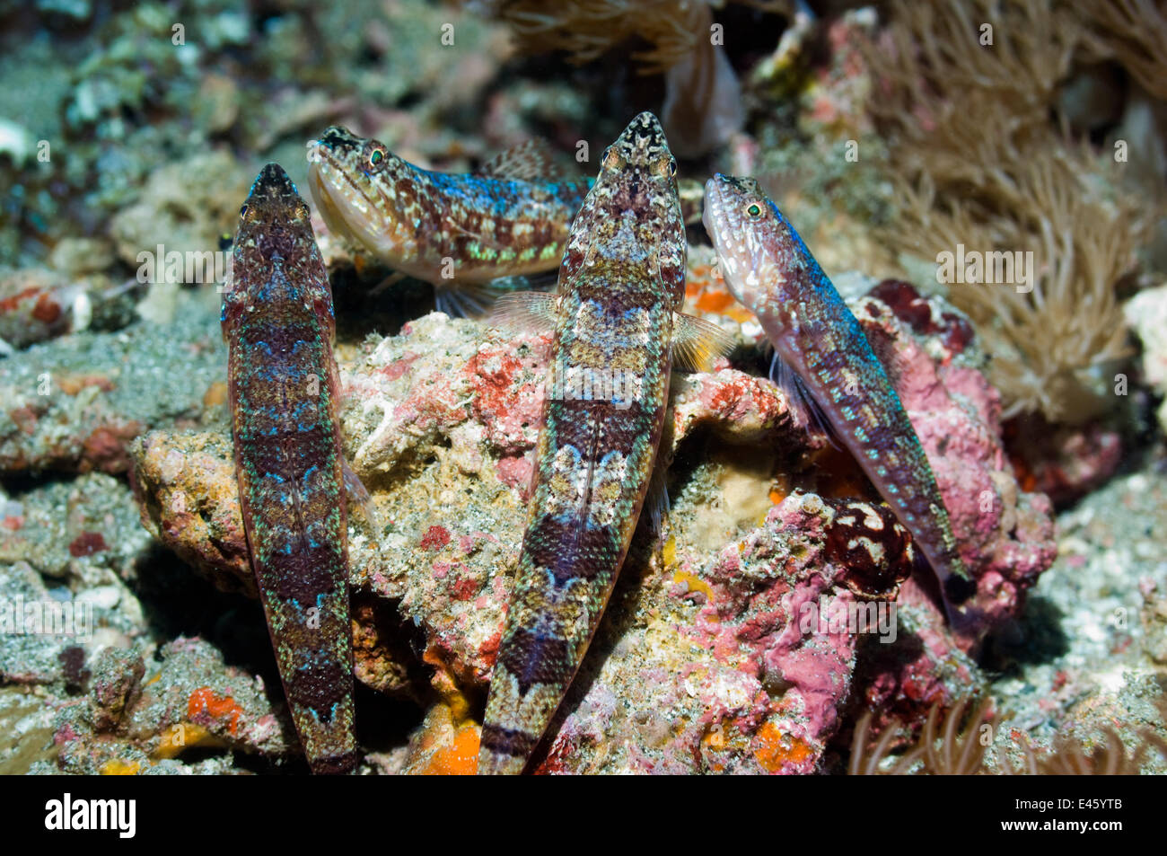 Vier gemeinsame Eidechsenfisch (Synodus Variegatus) liegen auf der Lauer nach Beute, Rinca, Komodo National Park, Indonesien, Oktober Stockfoto