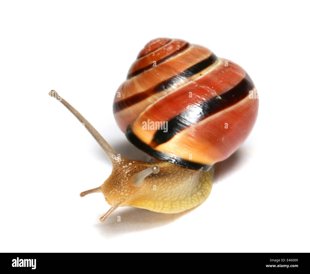 Brown-lippige gebändert Schnecke (Bänderschnecken) vor einem weißen Hintergrund. Surrey, UK, April. Stockfoto