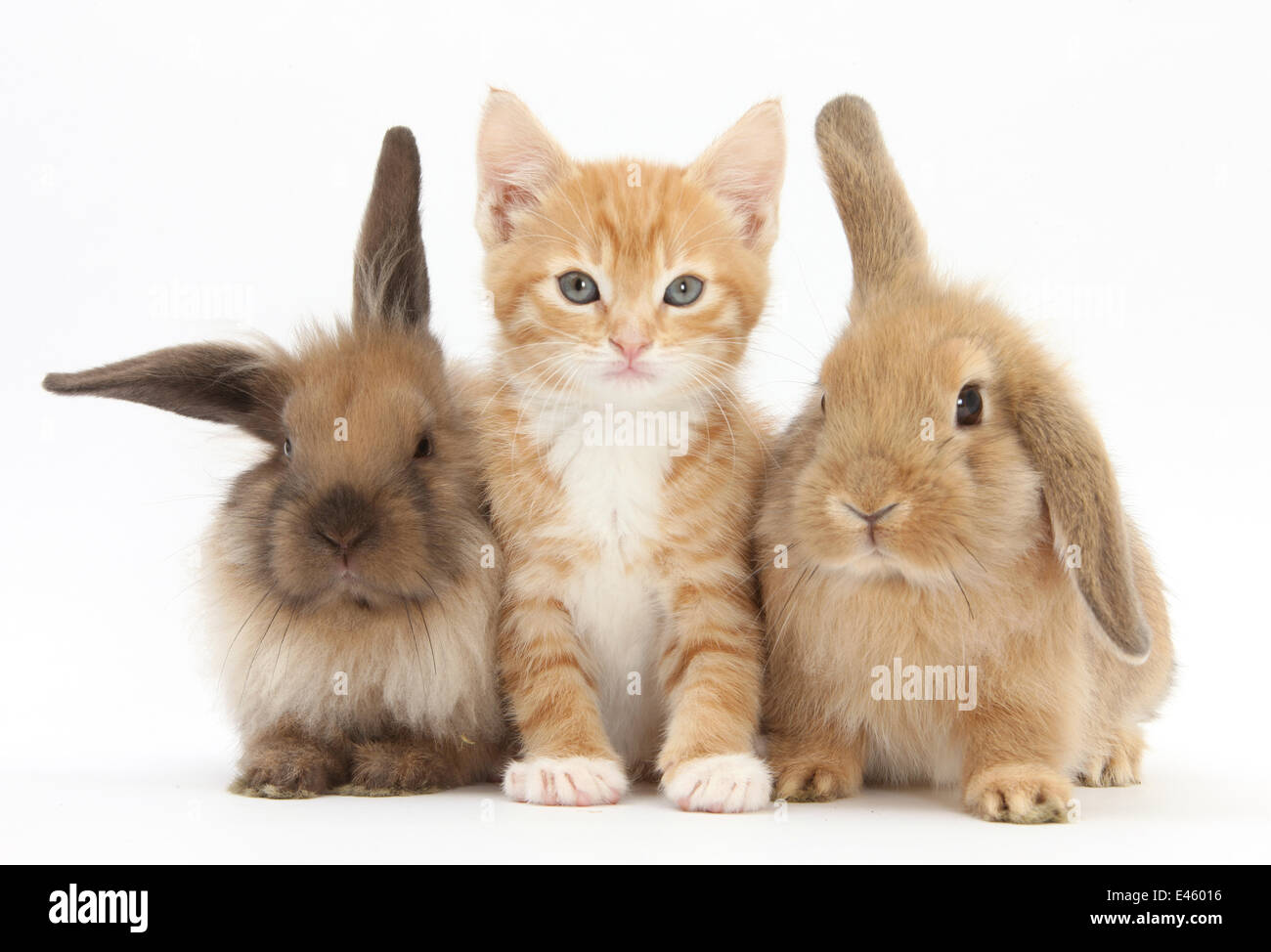 Ginger Kitten, 7 Wochen, zwischen zwei jungen Lionhead Lop Kaninchen sitzen. Stockfoto