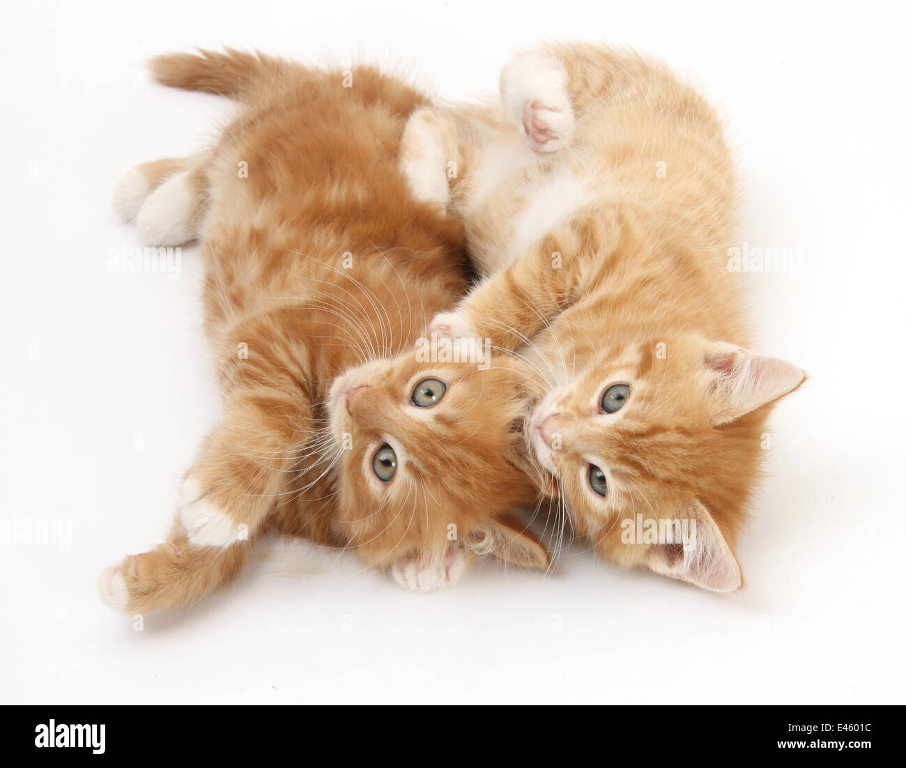 Zwei Ingwer Kätzchen Rollen spielerisch auf ihre Seiten. Stockfoto