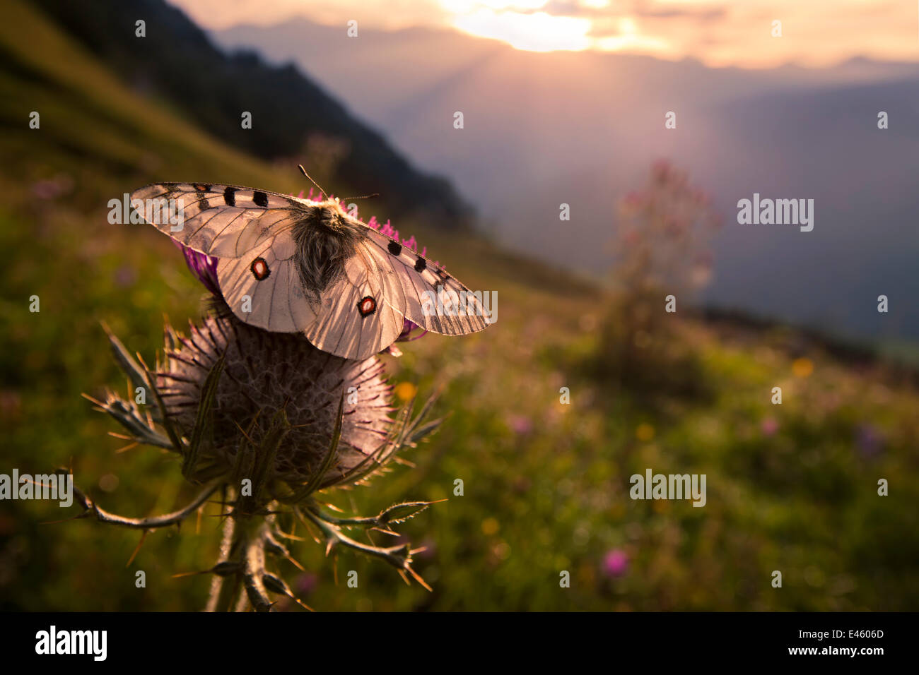 Apollo-Falter (schon Apollo) auf Distel-Kopf in Almwiese. Nordtirol, Österreichische Alpen. Stockfoto