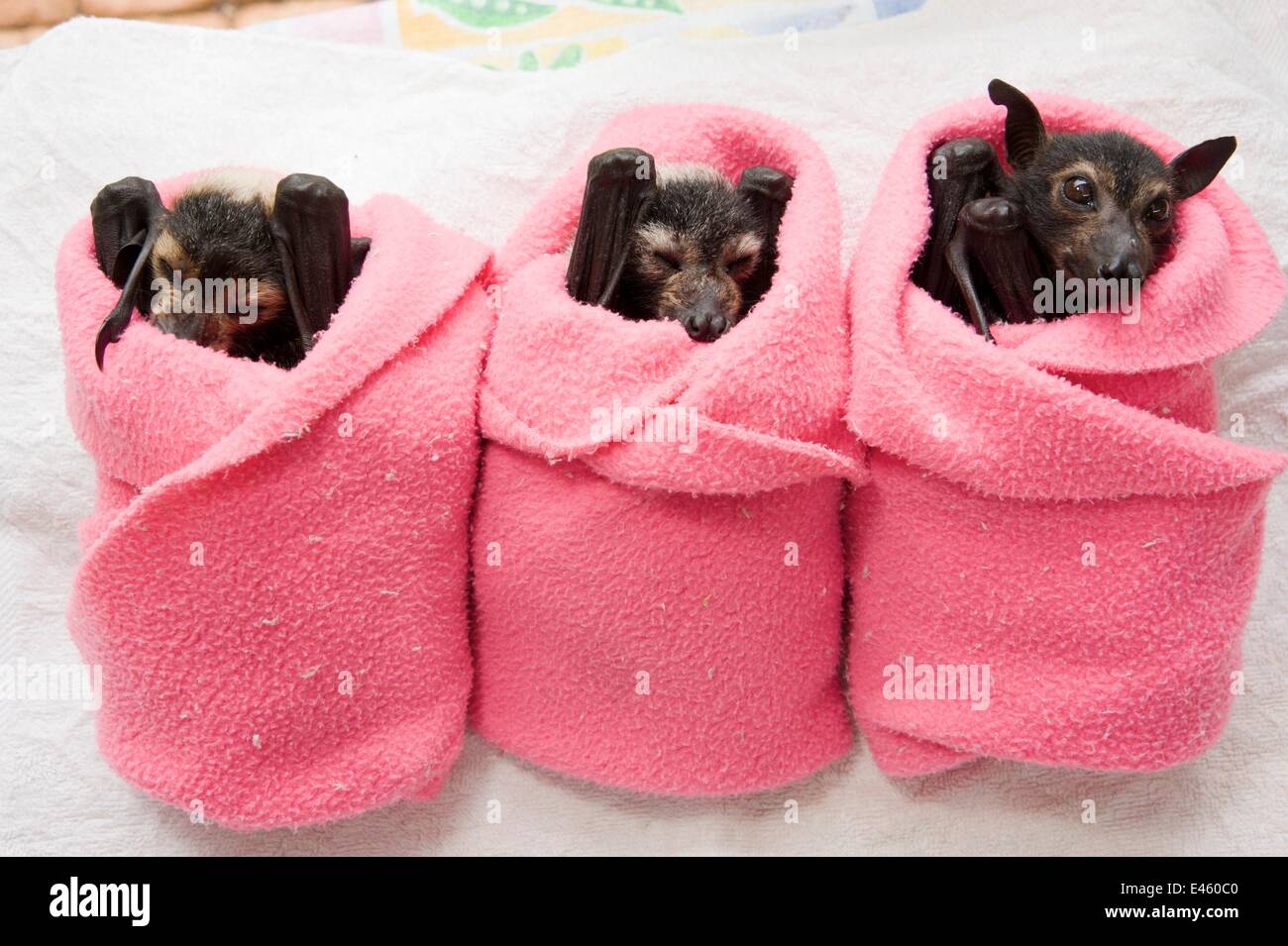 Brillentragende Flughund (Pteropus Conspicillatus) Babys gepuckt werden in  Tuch bereit zu schlafen, Tolga Bat Hospital, Atherton, Nord-Queensland,  Australien. Januar 2008 Stockfotografie - Alamy