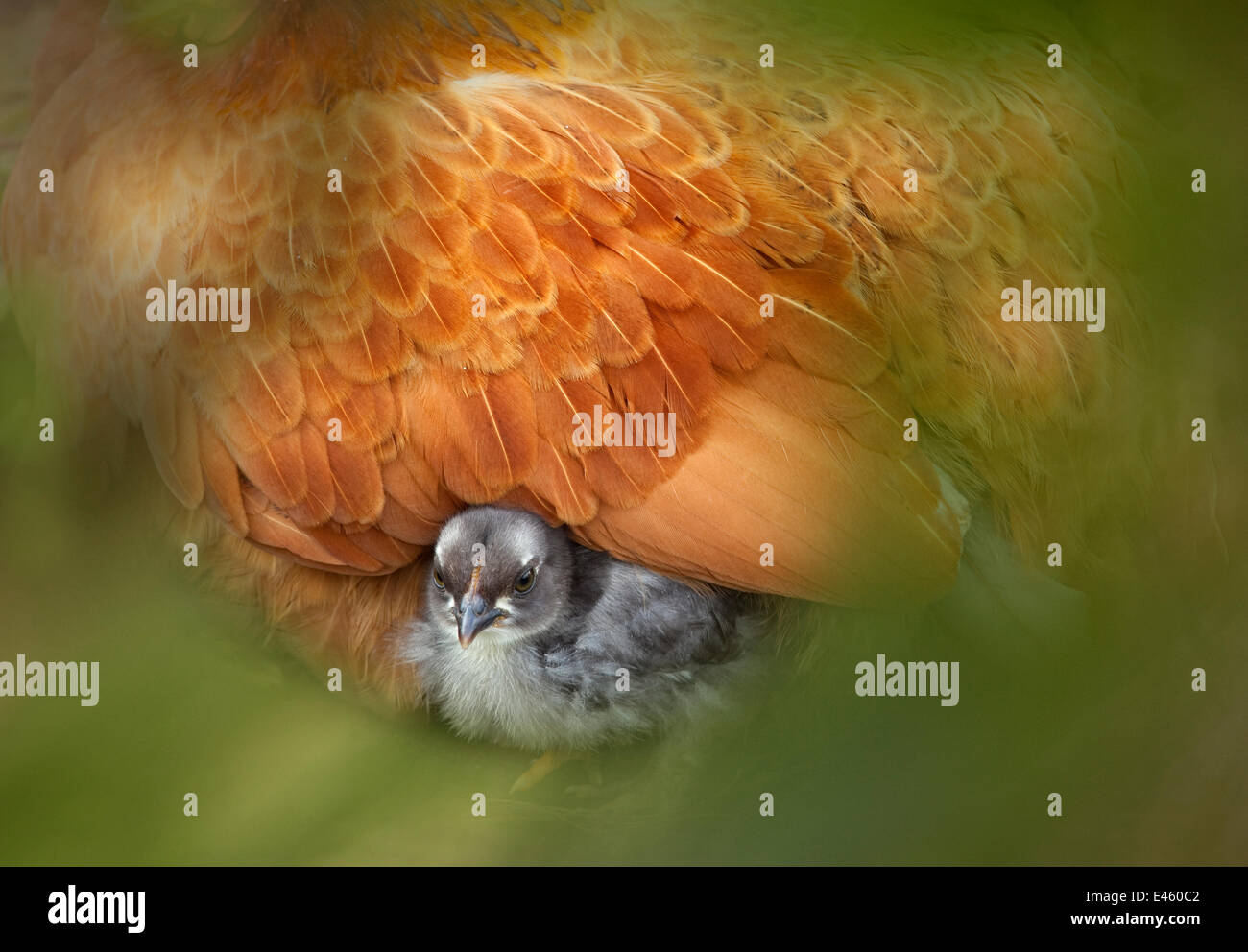 Zwerg-Huhn (Gallus Gallus Domesticus) hautnah sitzen auf Küken, Norfolk, UK, April. Stockfoto