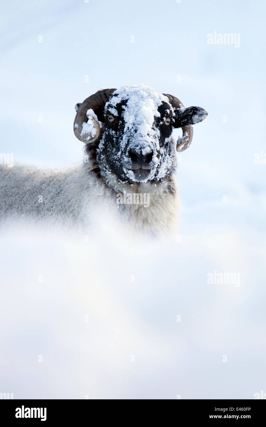 Hausschafe (Ovis Aries) Northumberland Blackface Schafe im Schnee, Tarset, Hexham, Northumberland, England, November 2010 Stockfoto