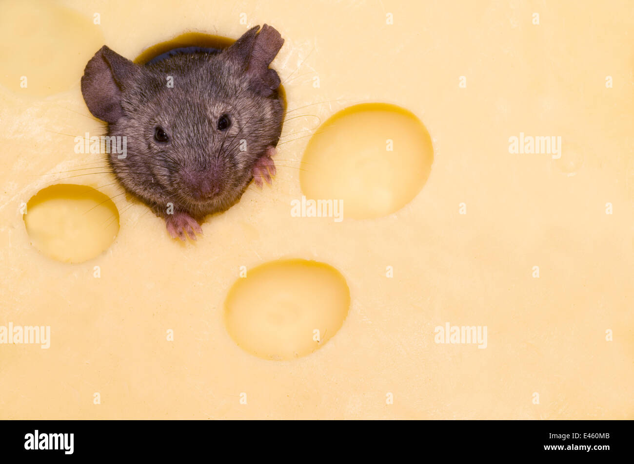 Haus der Maus (Mus Musculus) spähte durch Loch im Käse. In Gefangenschaft. Stockfoto