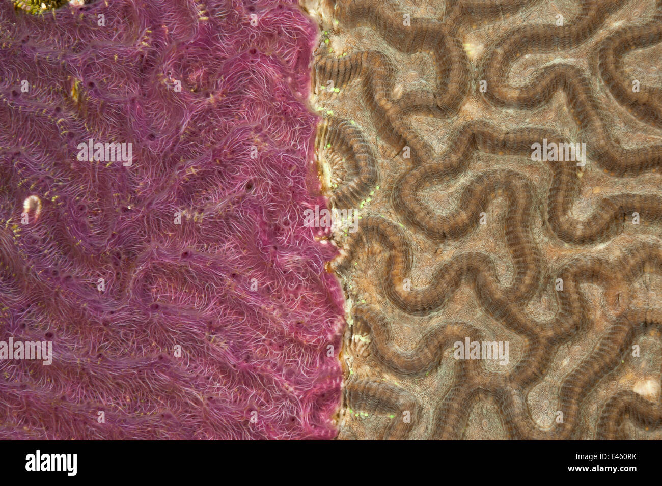 Gehirn Steinkorallen (Platygyra sp) Hälfte mit einem rosa Algen, Molukken-Inseln, Indo-Pazifik bedeckt Stockfoto