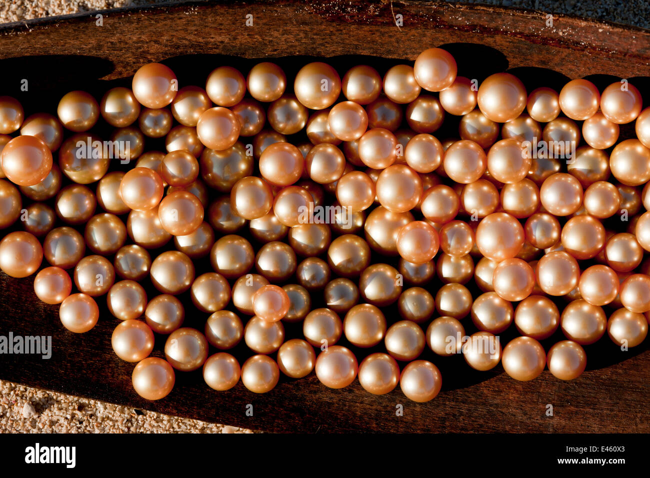 Neu geerntet goldene Südsee Zuchtperlen Auster (Pinctada Maxima) angezeigt, Palawan, Philippinen, Mai 2009 Stockfoto