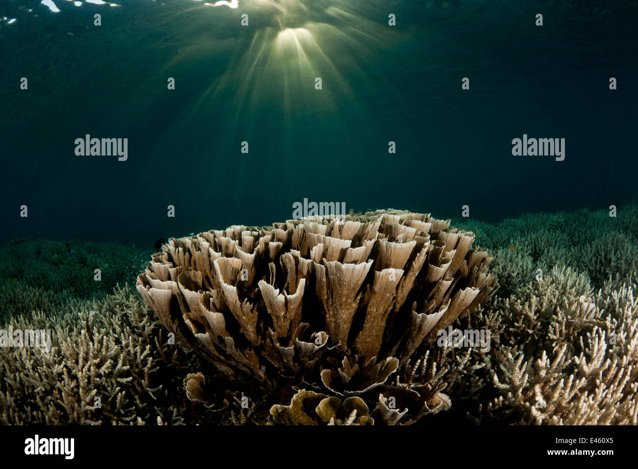 Korallenriff mit Hartkorallen und Kohl Korallen, NP Komodo, Indonesien Stockfoto