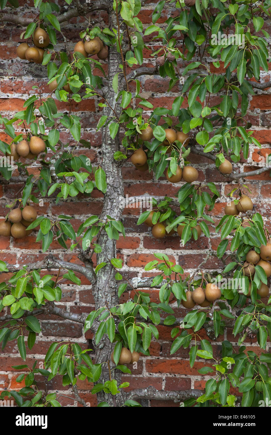 Konferenz-Birnbaum (Pyrus Communis) wächst an Wand im Garten, UK Stockfoto