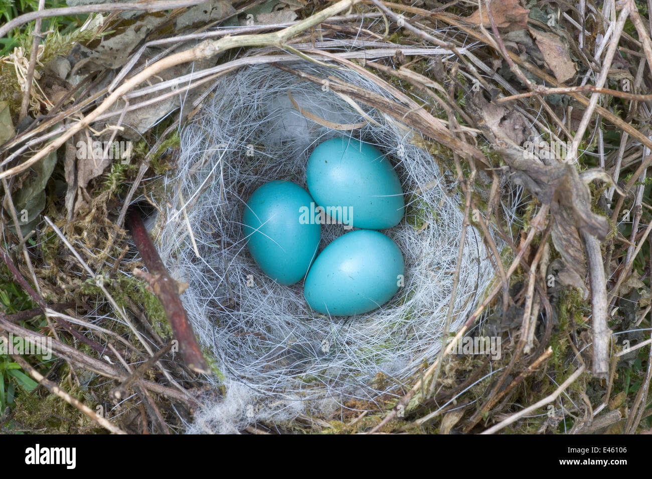 Hedge Sparrow / Heckenbraunelle (Prunella Modularis) nest mit drei Eiern Nest ausgesetzt in Hecke von Sommer Heckenschneiden, UK Stockfoto