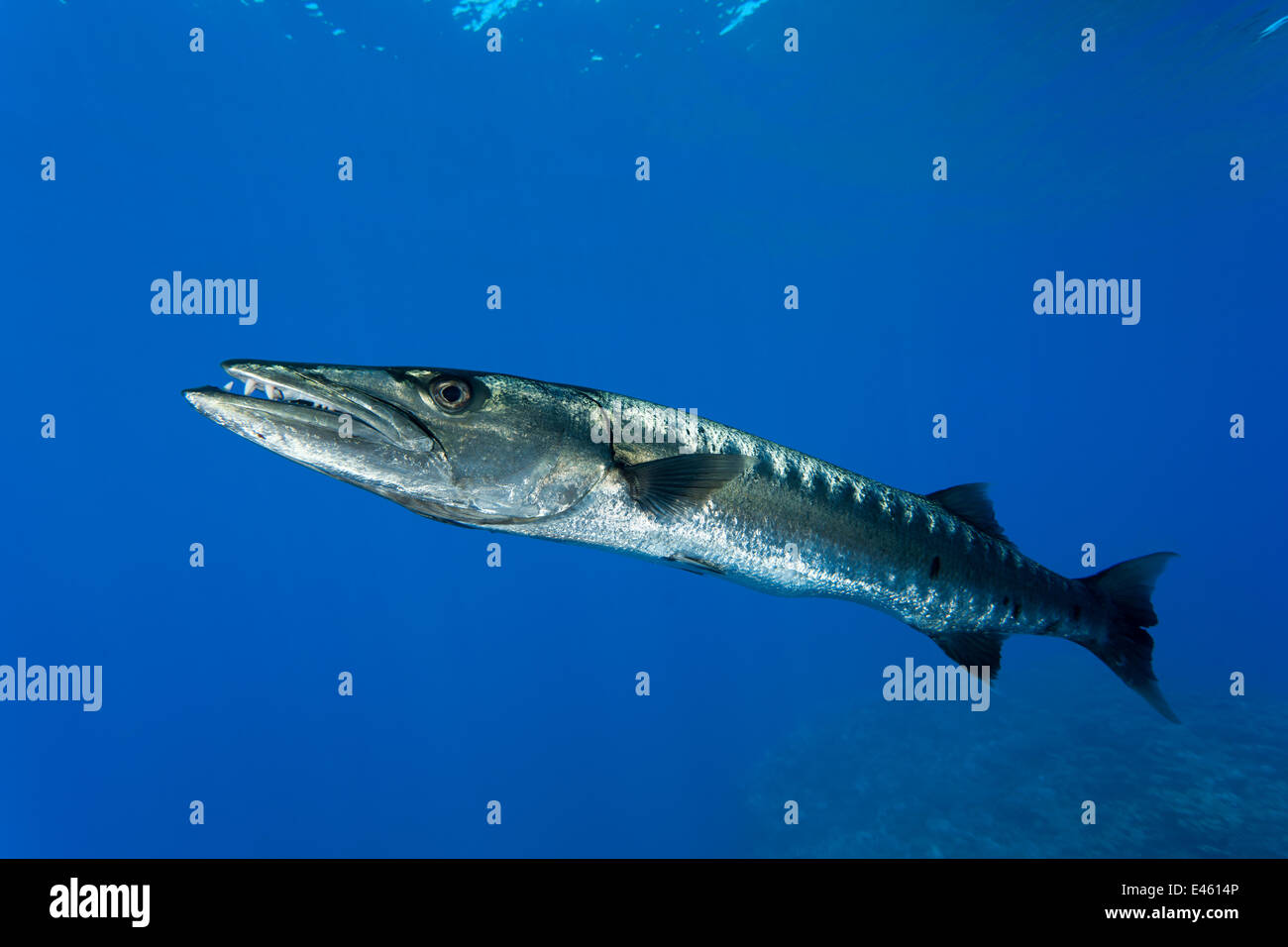 Großer Barracuda (größten Barracuda) West New Britain, Papua Neu Guinea Stockfoto