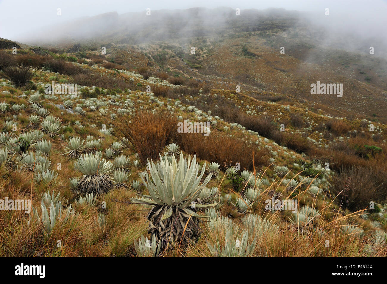 Ein Bereich der gelben 'Frailejon' (ganze Grandiflora).  Paramo Lebensraum (Anden hoch gelegenen Felder) Chingaza National Naturpark, Gemeinde von La Calera, Abteilung Cundinamarca, Kolumbien. Stockfoto
