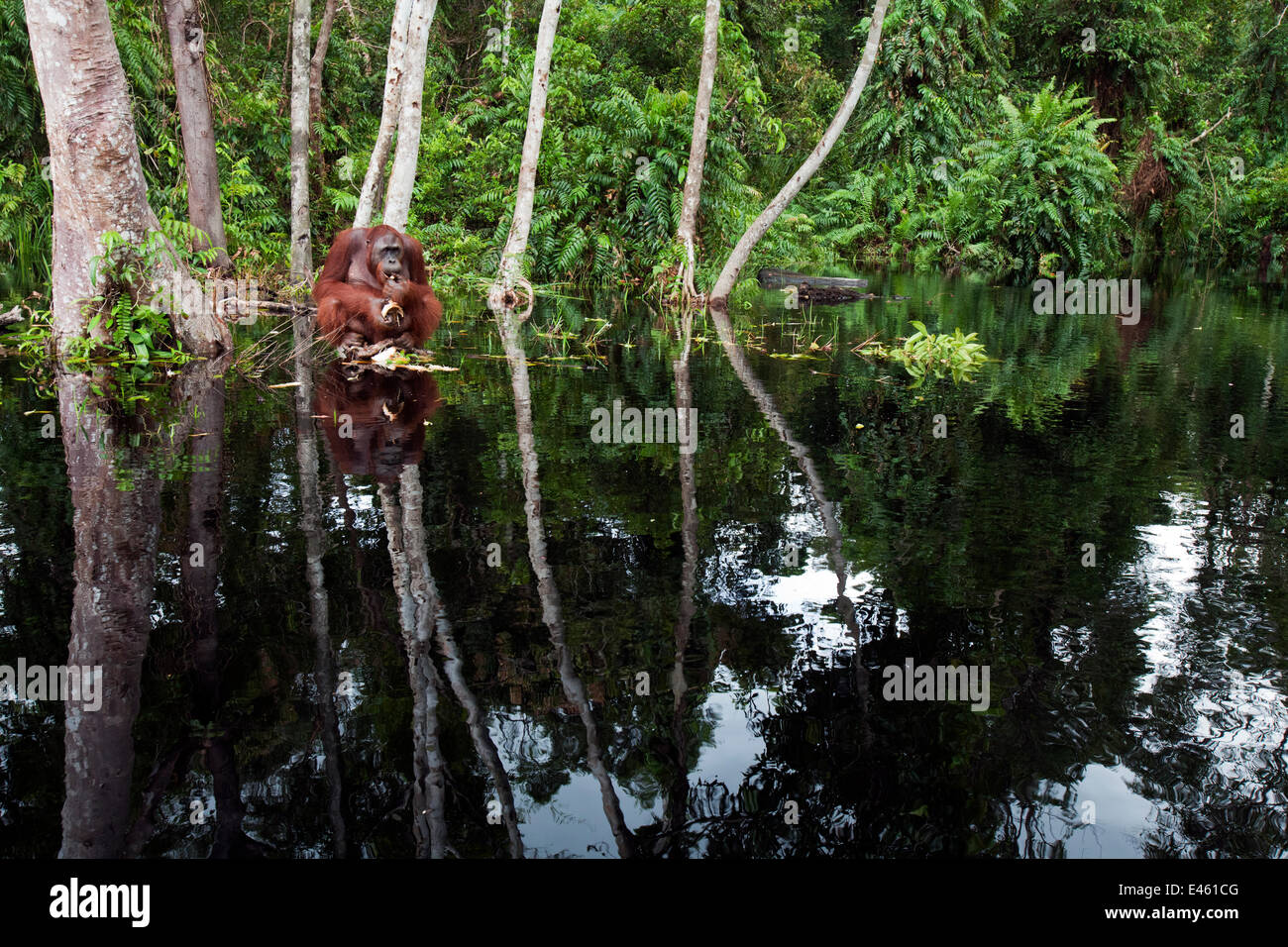 Bornean Orang-Utans (Pongo Pygmaeus Wurmbii) Sub-adulten männlichen "Oman" sitzen auf ein Büschel von Vegetation in der Fluss-Fütterung - Weitwinkel-Perspektive. Camp Bulu, Lamandau Naturschutzgebiet, Zentral-Kalimantan, Borneo, Indonesien. Juli 2010. Rehabilitiert und Releas Stockfoto