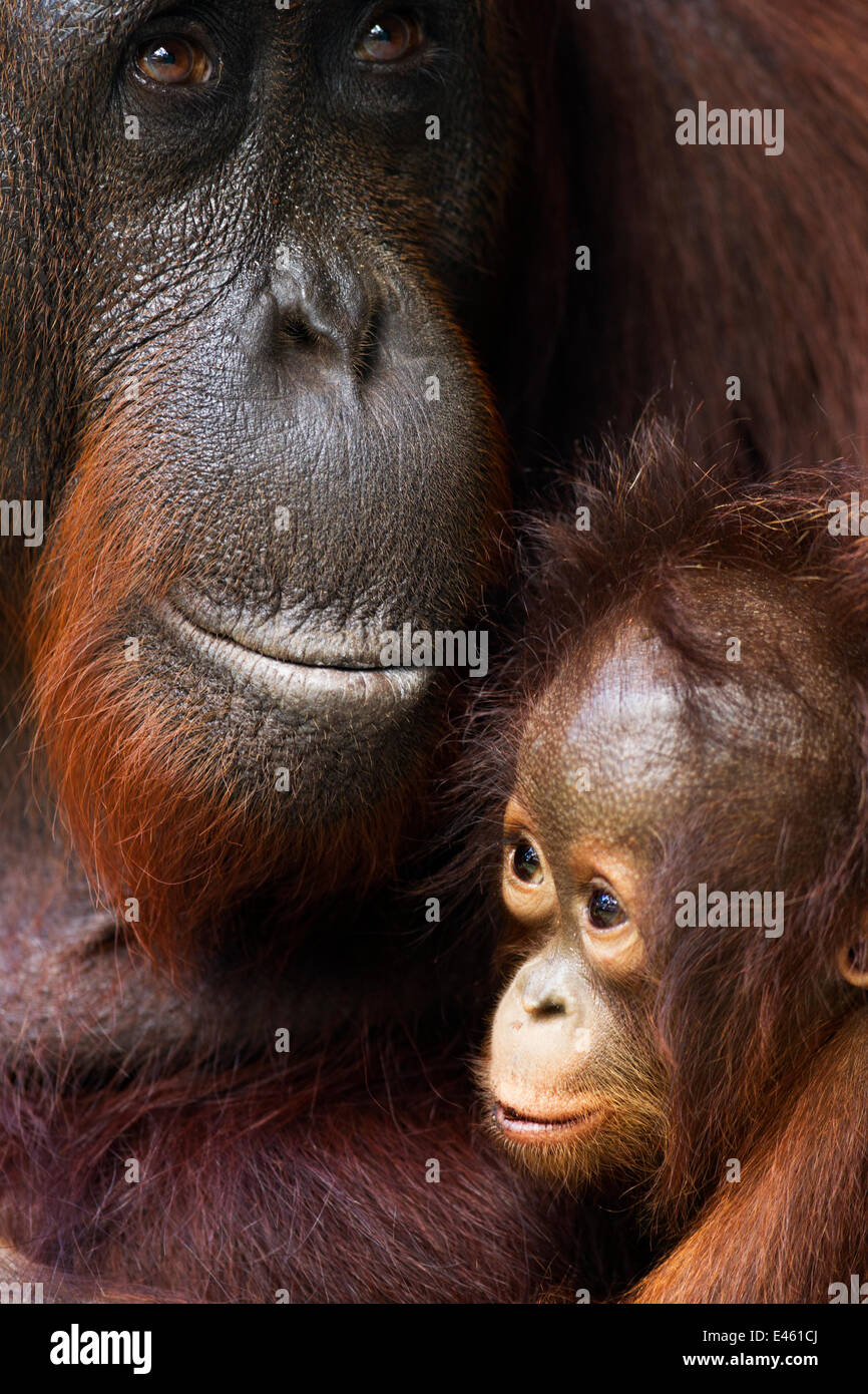 Bornean Orang-Utans (Pongo Pygmaeus Wurmbii) weibliche "Yuni' und ihr Baby im Alter von 3-6 Monate - Porträt. Camp Leakey, Tanjung Puting Nationalpark, Zentral-Kalimantan, Borneo, Indonesien. Juli 2010. Saniert und freigegeben (oder stammte aus) zwischen 1971 und Stockfoto