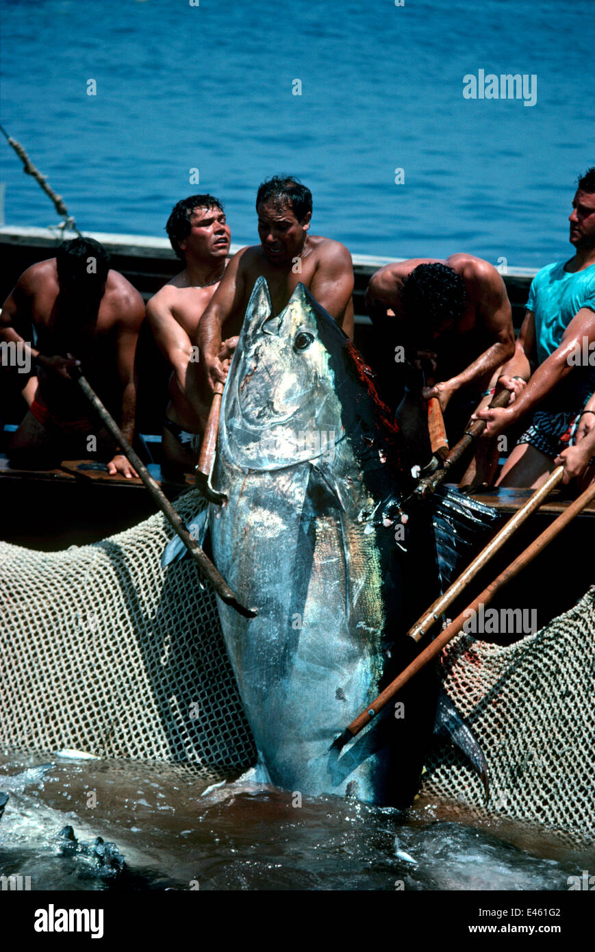 Mattanza Fischer landen riesige Bluefun Thunfisch (Thunnus Thynnus) mit einer Technik, in dem ein Labyrinth der Netze festgelegt sind, führt zu einem zentralen Pool, Favignana, Italien, Mai / Juni 1990 Stockfoto