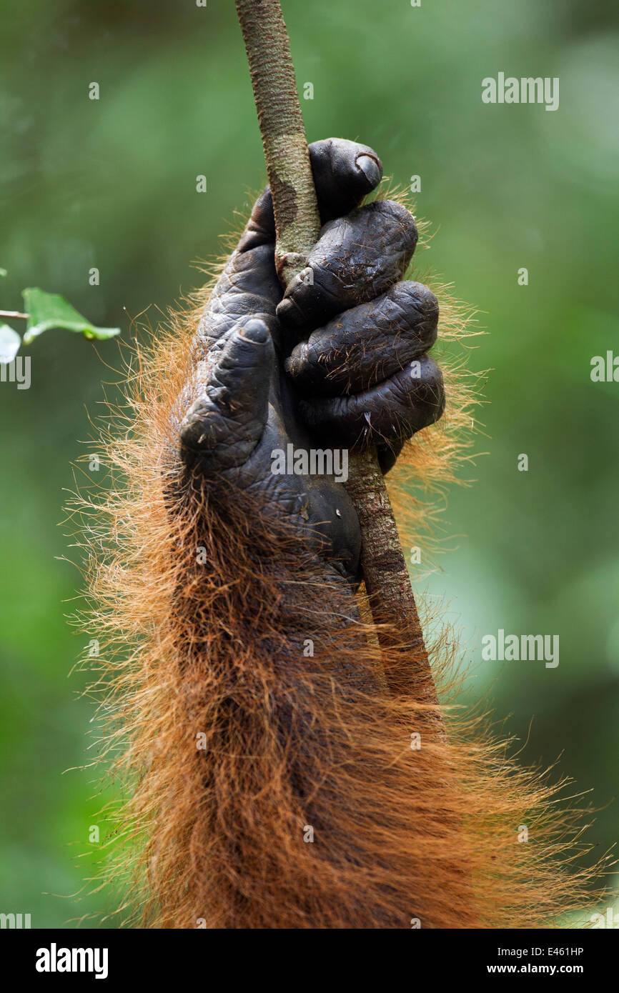 Bornean Orang-Utans (Pongo Pygmaeus Wurmbii) Reifen männlichen "Doyok" Hand mit einer Liane (Pongo Pygmaeus Wurmbii). Pondok Tanggui, Tanjung Puting Nationalpark, Zentral-Kalimantan, Borneo, Indonesien. Juni 2010. Sanierte und freigegeben (oder aus) b Stockfoto