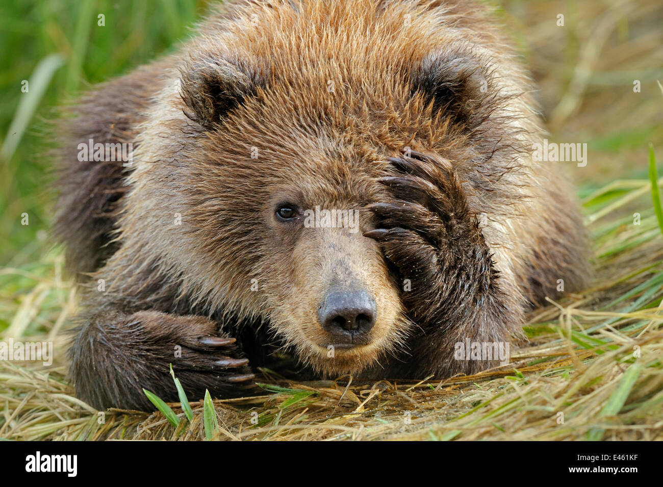 Porträt von einem Grizzlybär (Ursus Arctos) Cub mit Pfote über Gesicht. Katmai, Alaska, USA, September. Stockfoto