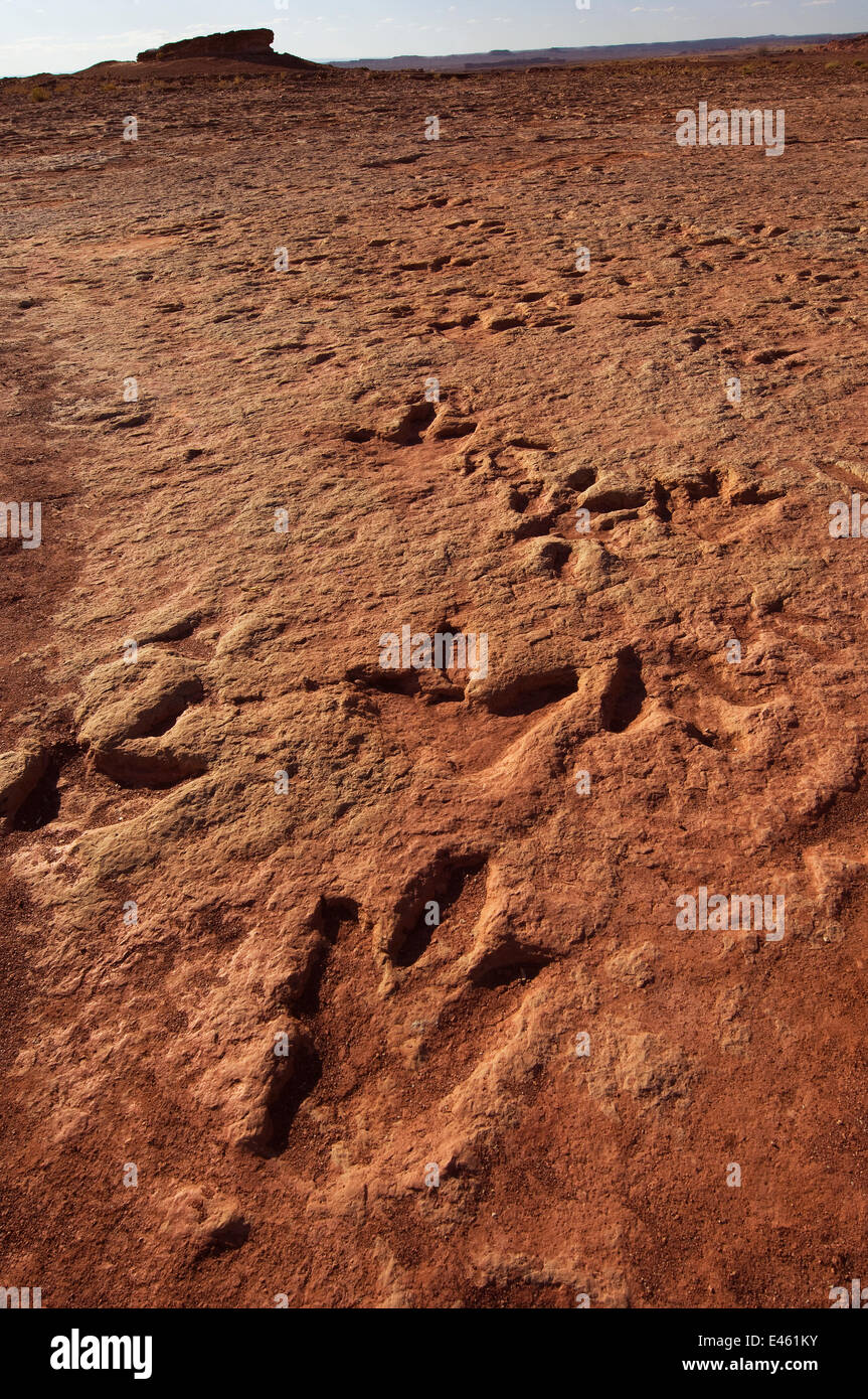 Theropode Dinosaurier-Spuren im unteren Jura (vor 200 Millionen Jahren) Rock erhalten. In der Nähe von Tuba City, Arizona, USA Stockfoto
