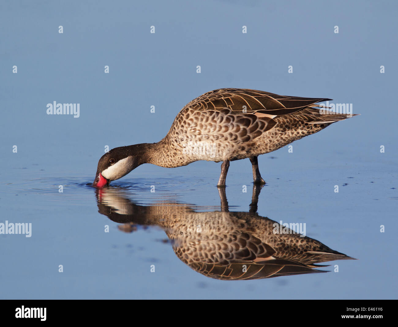 Rot-Billed Krickente (Anas Erythrorhyncha) im Wasser auf Nahrungssuche. Etosha Nationalpark, Namibia, Januar. Stockfoto