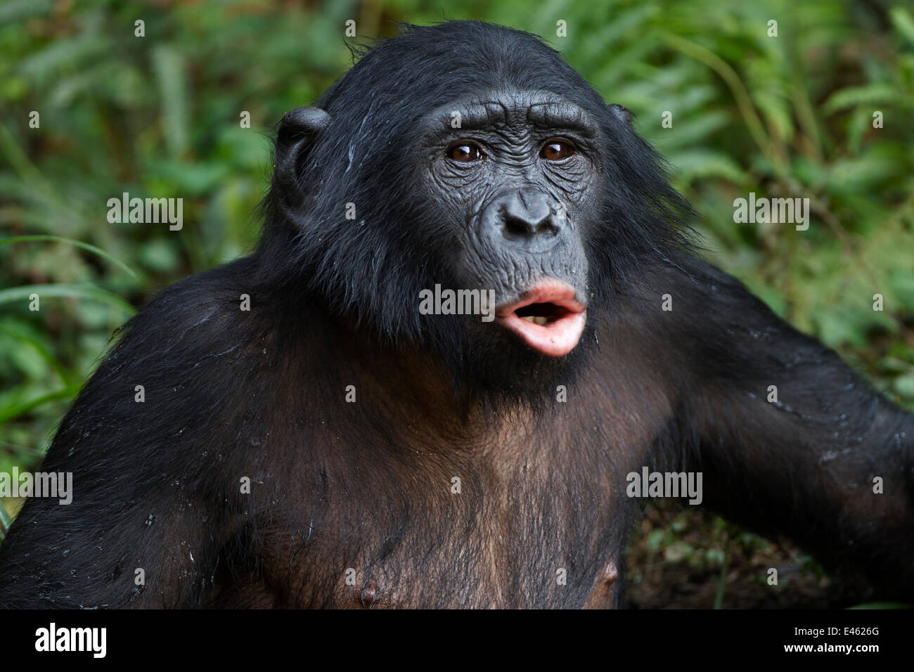 Обезьяна с большими губами. Bonobo Ape. Губы шимпанзе. Обезьяна с губами. Обезьяна с вытянутыми губами