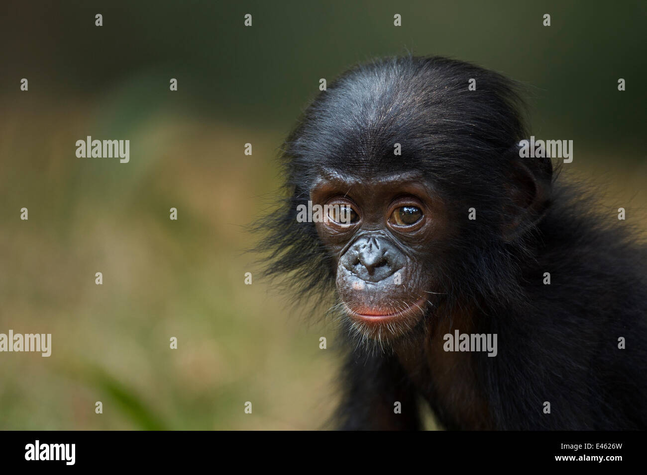 Bonobo (Pan Paniscus) männlichen Baby "Ombwe" im Alter von 1 Jahr, Porträt, Lola Ya Bonobo Heiligtum, demokratische Republik Kongo. Oktober. Stockfoto