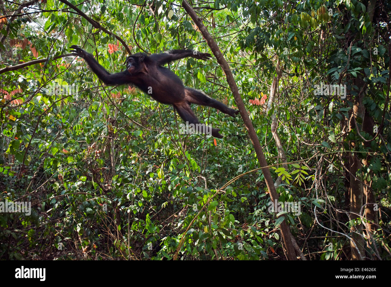 Bonobo (Pan Paniscus) männliche Jugendliche springen durch die Bäume, Lola Ya Bonobo Sanctuary, demokratische Republik Kongo. Oktober. Stockfoto